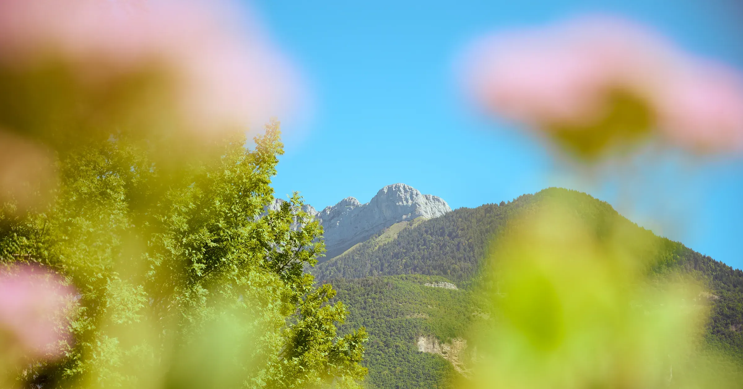 Sommet calcaire et versant boisé vus à travers des fleurs roses floues, photographie d'ambiance du Golf des Alpes à Giez